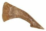 Fossil Sawfish (Onchopristis) Rostral Barb - Morocco #219883-1